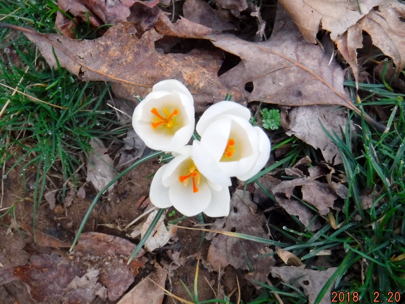Crocus