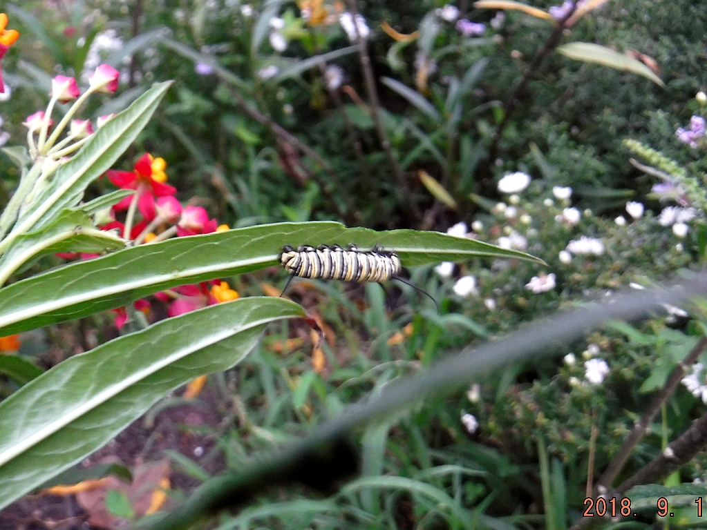Monarch Caterpiller on a Milkweed Leaf