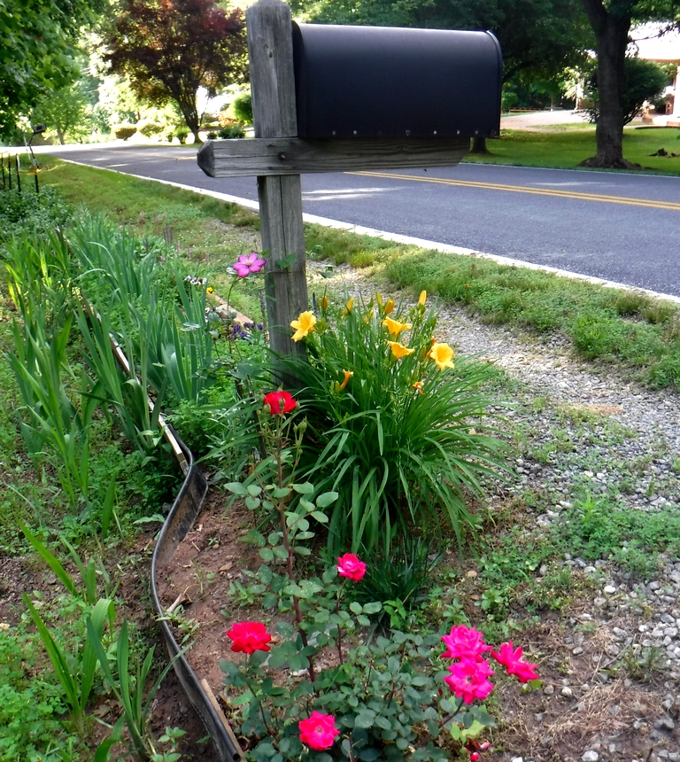 Double Knockout Roses, Stella D'Oro Daylily & Clematis