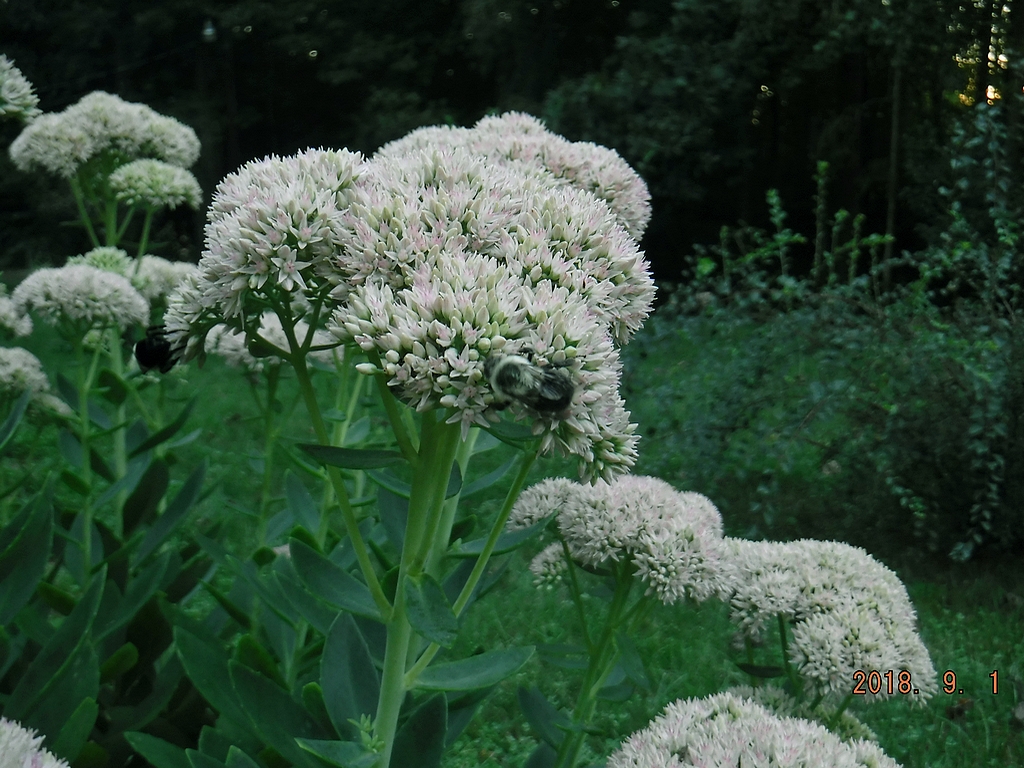 Autumn Joy Sedum