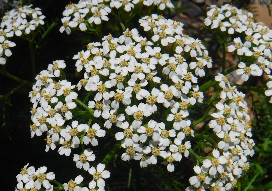 White Yarrow