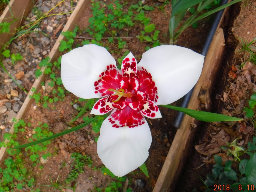 White Tiger Flower