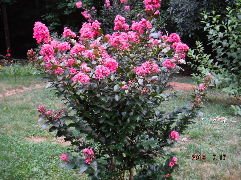 Crepe Myrtle Tree