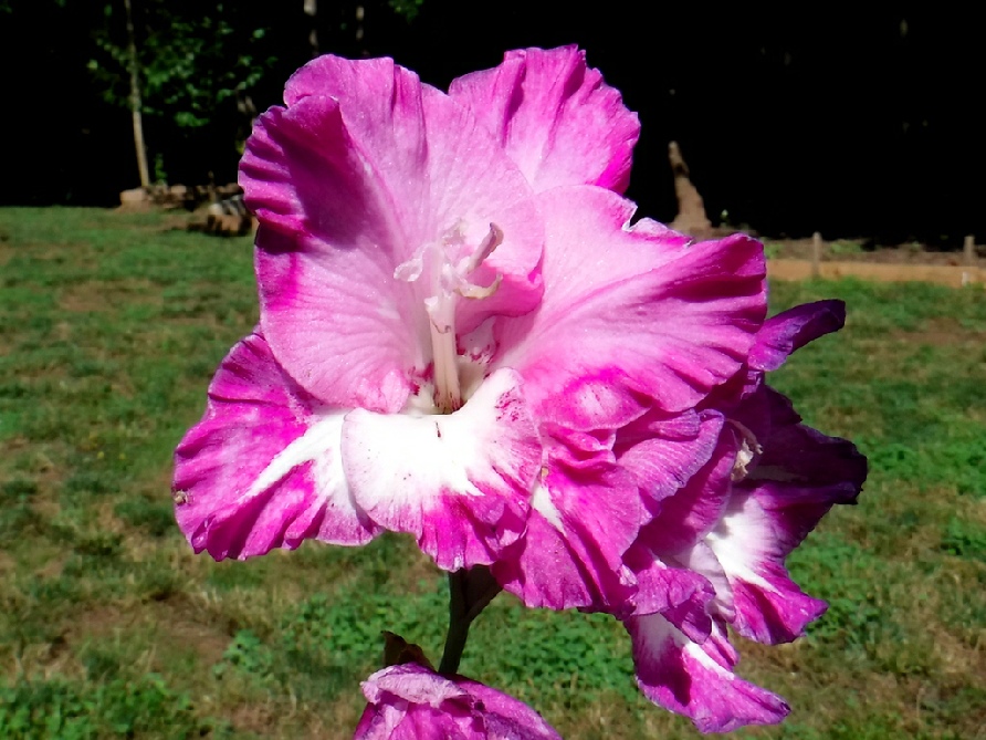 Iris