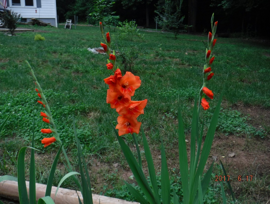 Orange Gladiolus