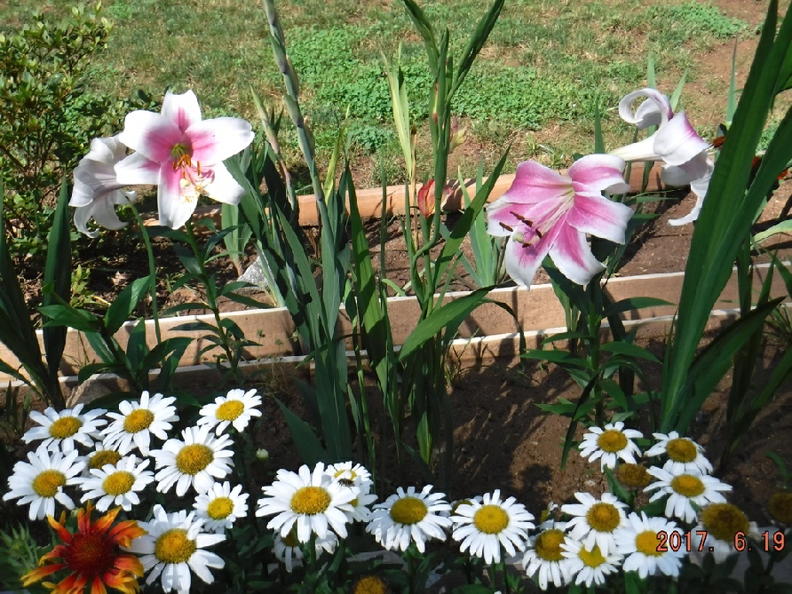 Lilies & Shasta Daisies